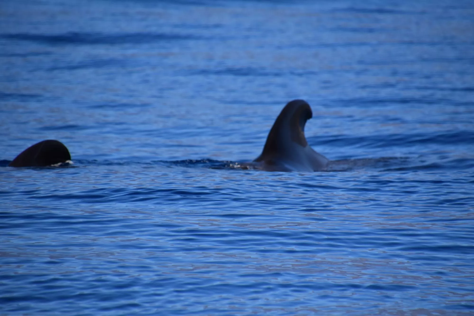 Ballenas: Majestuosos Gigantes del Mar cerca de Los Gigantes slider thumbnail 3