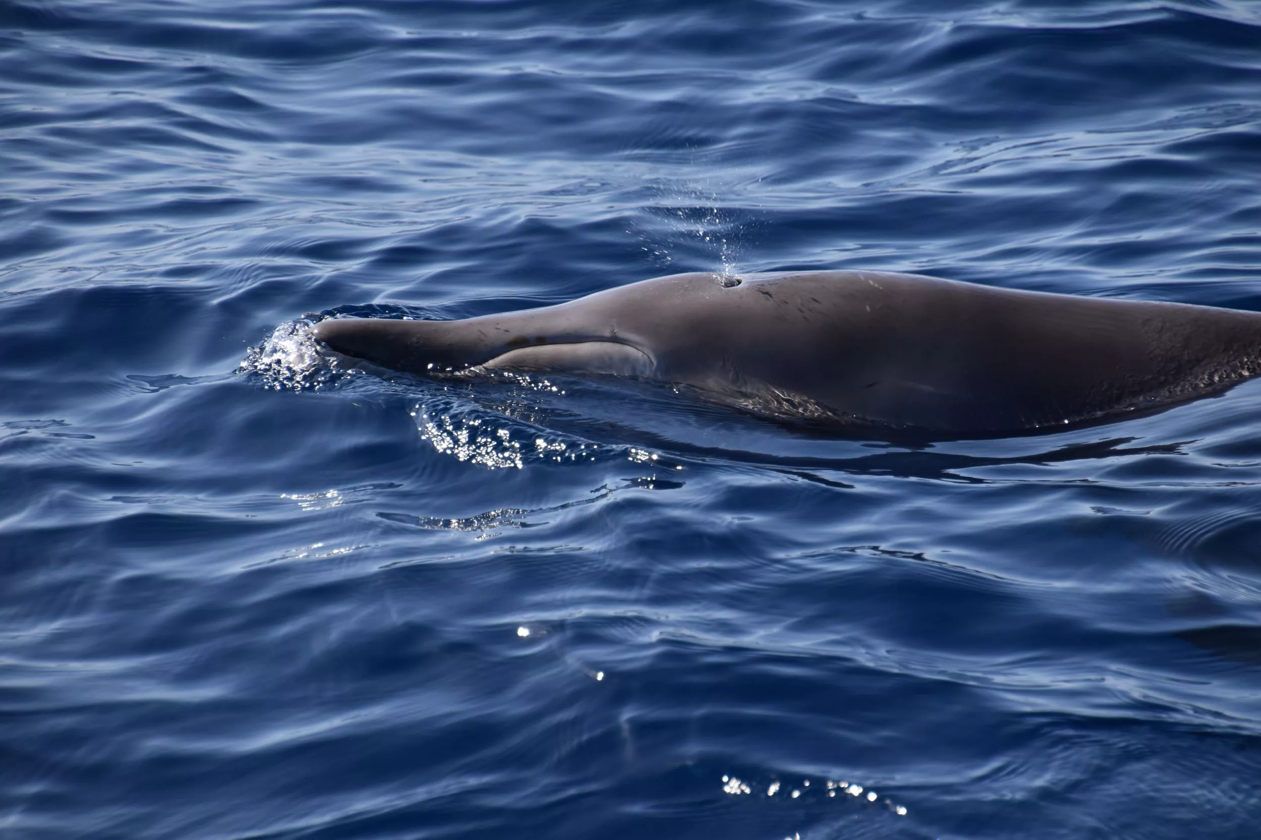 Ballenas: Majestuosos Gigantes del Mar cerca de Los Gigantes slider thumbnail 4