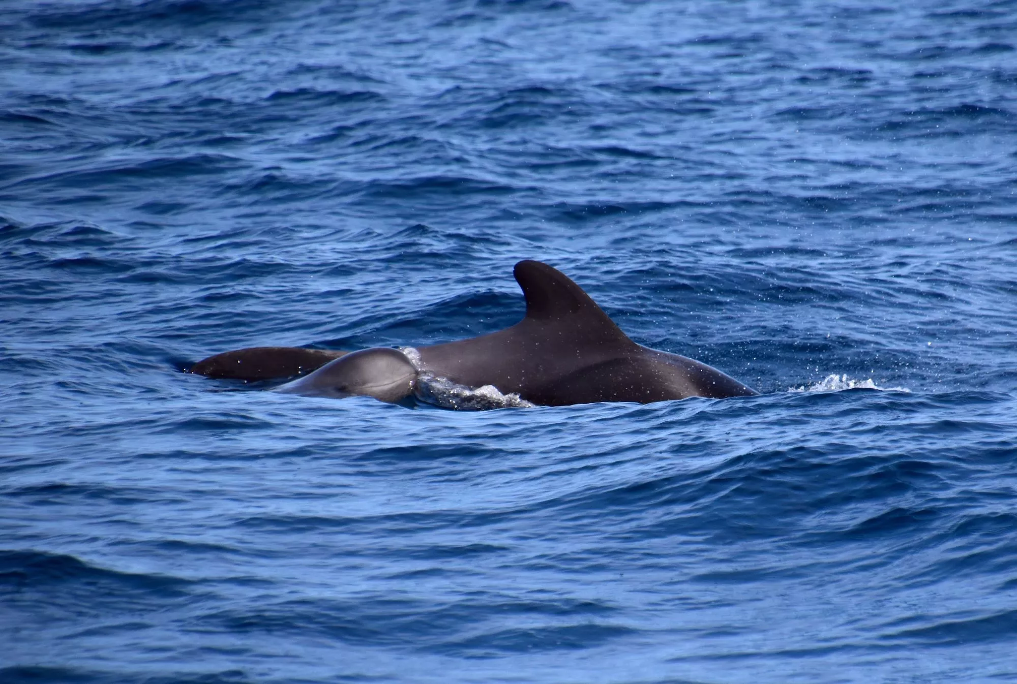 Ballenas: Majestuosos Gigantes del Mar cerca de Los Gigantes slider thumbnail 5