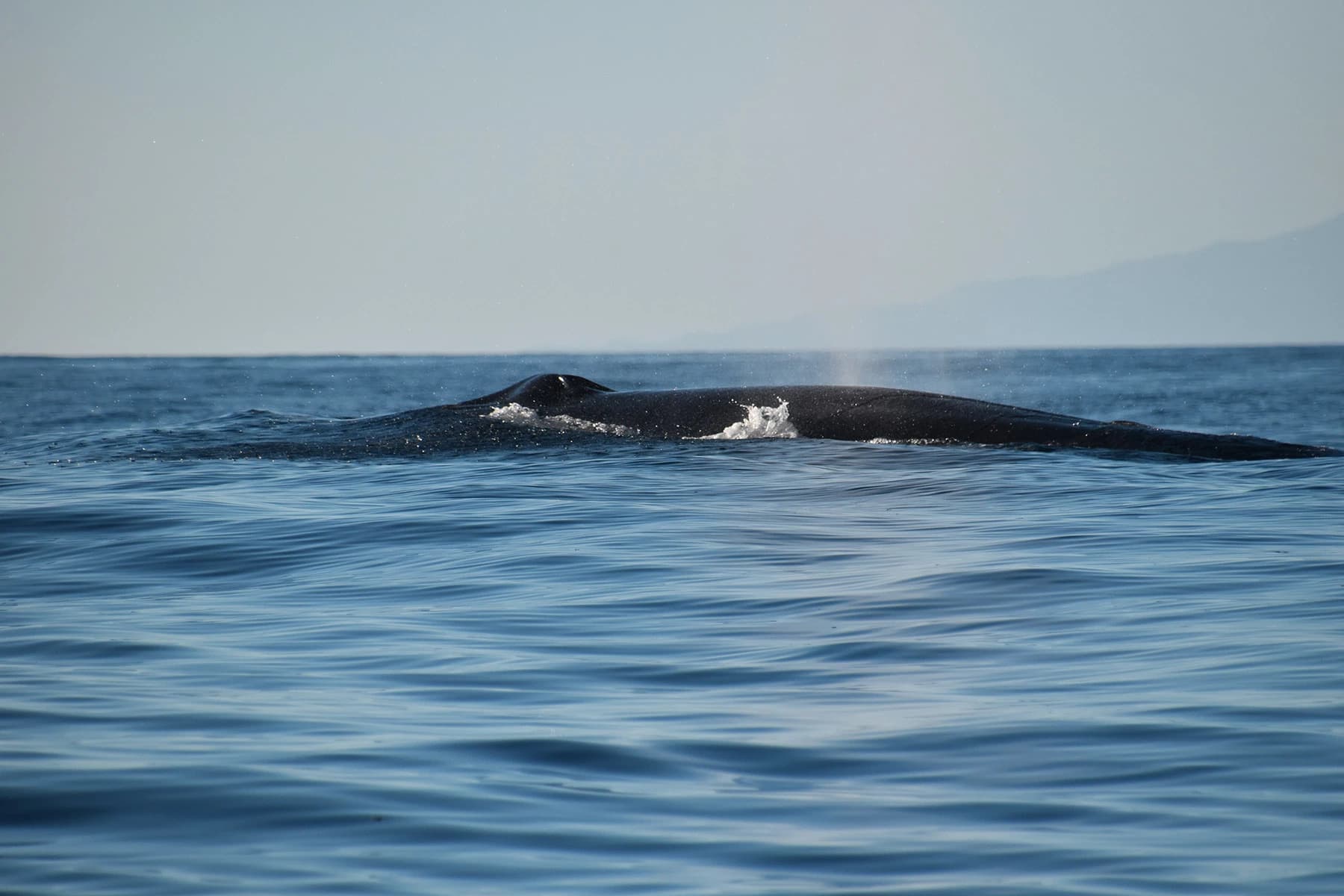 Ballenas: Majestuosos Gigantes del Mar cerca de Los Gigantes slider thumbnail 6